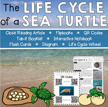Preview of Life Cycle of a Sea Turtle