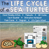 Life Cycle of a Sea Turtle