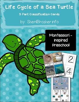 https://ecdn.teacherspayteachers.com/thumbitem/Life-Cycle-of-a-Sea-Turtle-3-Part-Cards-PreK-English-3074860-1564848246/original-3074860-1.jpg