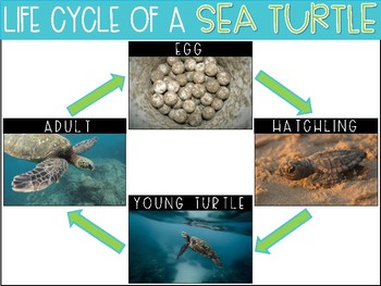 Preview of Life Cycle of a Sea Turtle {Freebie}