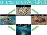 Life Cycle of a Sea Turtle {Freebie}