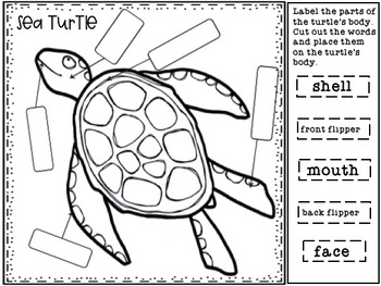 Life Cycle of a Sea Turtle Informational Pack by Shining and Climbing ...