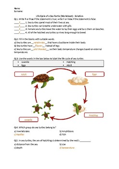 Life Cycle of a Sea Turtle - Worksheet | Distance Learning | TpT