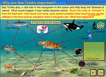 Life Cycle of a Sea Turtle - an interactive SmartBoard and Whiteboard ...