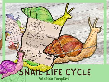 Preview of Life Cycle of a Snail | Snail Unit Study | Science Craft | A4 Printable