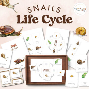Preview of Life Cycle of a Snail with Montessori Nomenclature Cards