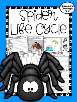 Life Cycle of a Spider Tab Flip book - Classful