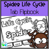 Life Cycle of a Spider Tab Flip book 