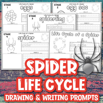 Life Cycle of a Spider Tab Flip book - Classful