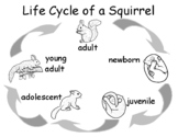 Life Cycle of a Squirrel. 4 versions: b&w/color, tracing w