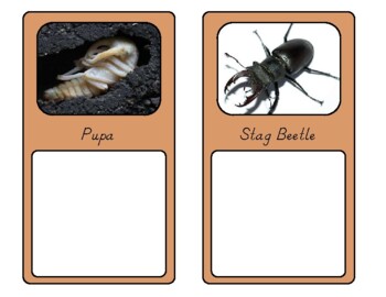 Life Cycle of a Stag Beetle by Shanny Snyder | Teachers Pay Teachers