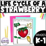Life Cycle of a Strawberry Activities, Worksheets - Strawb