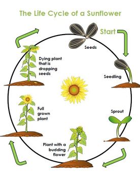 Life Cycle of a Sunflower by Sharpening Arrows | TpT