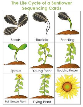 Life Cycle of a Sunflower by Sharpening Arrows | TpT