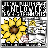 Life Cycle of a Sunflower Activity Spring Fall Bulletin Board
