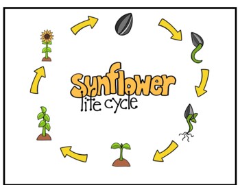 Life Cycle of a Sunflower Mini Unit by Kreative in Kinder | TPT