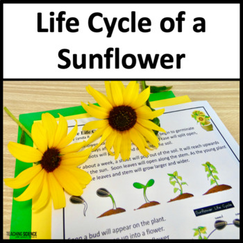 Preview of Life Cycle of a Sunflower Activities and Plant Life Cycle NGSS 3-LS1-1