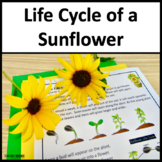 Life Cycle of a Sunflower and Plant Life Cycle and Plant P