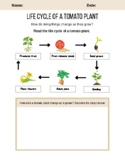 Life Cycle of a Tomato Plant, Labels, Diagrams, STEM, Living Things Change/Grow
