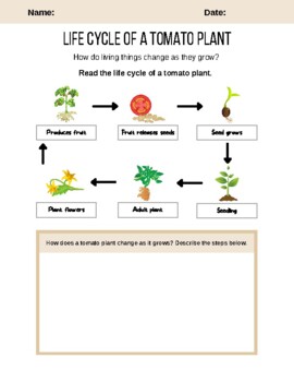 plant life cycle worksheet grade 2