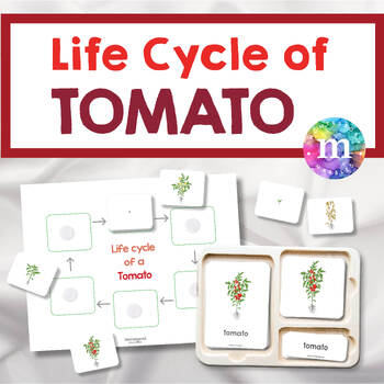 Preview of Life Cycle of a Tomato Plant & Nomenclature Cards | Montessori Nature Activity