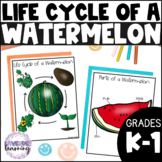 Life Cycle of a Watermelon  - Watermelon Life Cycle Cut an