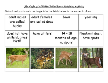 Preview of Life Cycle of a White-Tailed Deer Matching Computer Science Integrated Activity
