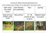 Life Cycle of a White-Tailed Deer Matching Computer Scienc