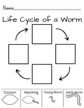 Preview of Life Cycle of a Worm