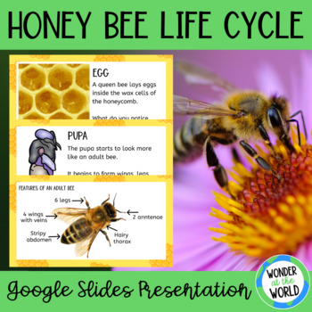 Preview of Life Cycle of a honey bee Google Slides presentation slide show