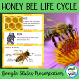 Life Cycle of a honey bee Google Slides presentation slide show