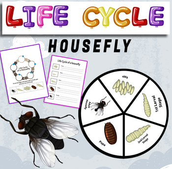 Preview of Life Cycle of a housefly - craft - Animal Life Cycle & Spring Science Activities