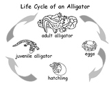 Life Cycle of an Alligator with clipart- printed and traci