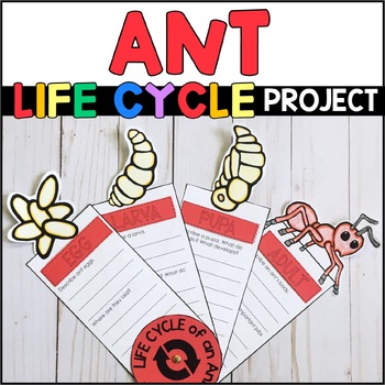 Preview of Life Cycle of an Ant Project - Insect Research - Ant Craft