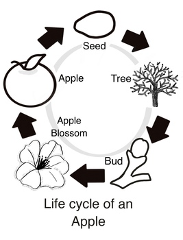 Preview of Life Cycle of an Apple Colouring Page
