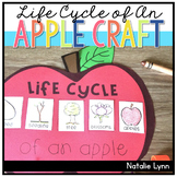 Apple Life Cycle Craft| Life Cycle of an Apple Craft Activ