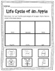 life cycle of an apple cut and paste