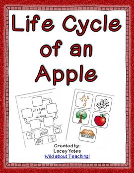 Life Cycle Of An Apple Freebie By Wild About Teaching Tpt