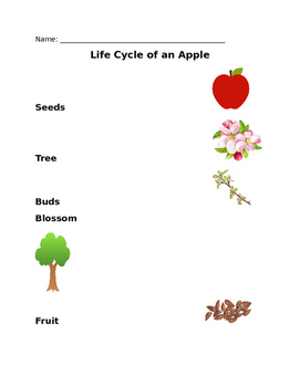 Preview of Life Cycle of an Apple - Matching