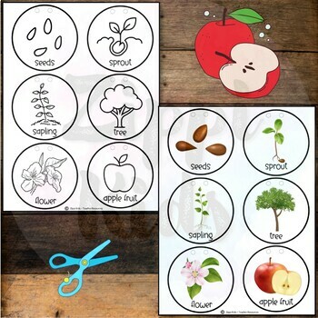 life cycle of an apple clipart scholastic