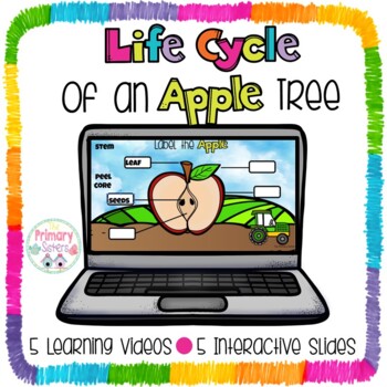 Preview of Life Cycle of an Apple Tree Google Interactive slides