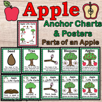 life cycle of an apple clipart scholastic