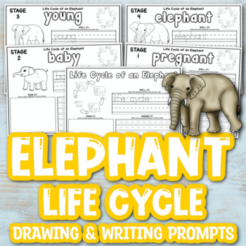 Life Cycle of an Elephant Worksheets by Simply Smiley | TpT