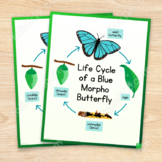 Life Cycle of an Insect (Blue Morpho Butterfly)