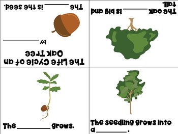 Life Cycle Of An Oak Tree Mini Books Esl Enl Special Needs Young Learners