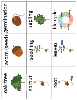 Life Cycle of an Oak Tree Vocabulary Cards and Mini Books BUNDLE