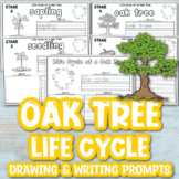 Life Cycle of an Oak Tree Worksheets