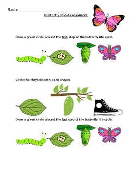 Preview of Life Cycle of the Butterfly Formative Assessment