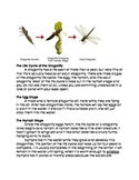 Life Cycle of the Dragon Fly