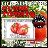 Life Cycle of the Globe TOMATO